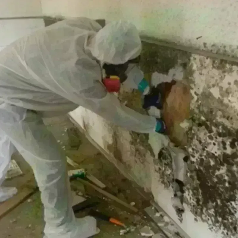 Mold Remediation and Removal in Athens, AL